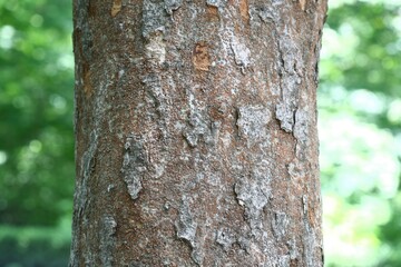 Native Korean Zelkova serrata tree with distinctive serrated leaves, captured in urban and forest environments across seasons.