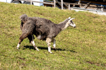 Fototapeta premium Alpaca at Alpe di Siusi in Southtyrol, Italy