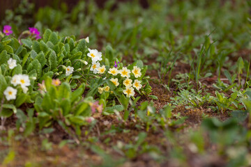 Spring primrose - primrose grows in the meadow