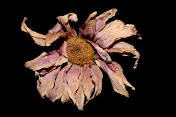 A Withered Dried Up FLower Petals on Black Background
