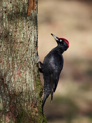 Black woodpecker (Dryocopus martius)