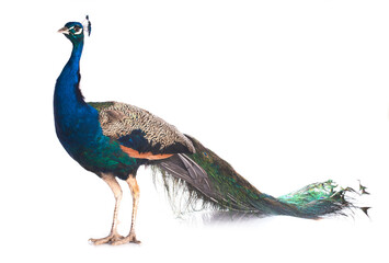 peacock