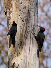 Black woodpecker (Dryocopus martius)