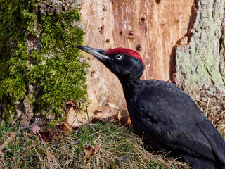 Black woodpecker (Dryocopus martius)