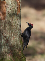 Black woodpecker (Dryocopus martius)