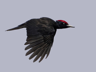 Black woodpecker (Dryocopus martius)