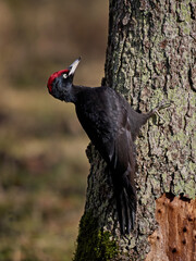 Black woodpecker (Dryocopus martius)