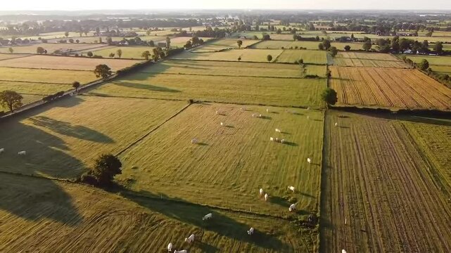 Aerial drone view of expansive farmland divided into fields with grazing white cattle under the golden morning sunlight. The neat layout of the agricultural plots, rural roads, and scattered trees evo