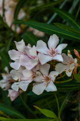 Blooming apple tree in the spring garden, close-up. White flowers of an apple tree on a tree, background. Spring background of apple tree with white flowers. Spring apple orchard, background.