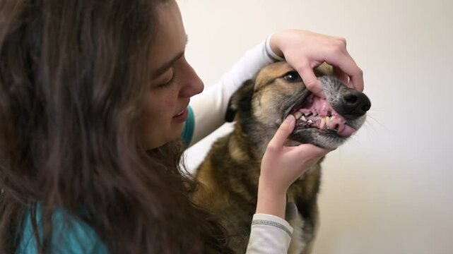 Veterinarian examining dog teeth during medical checkup