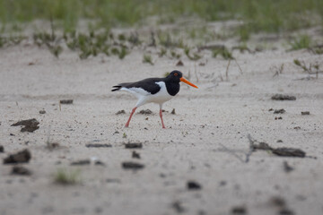 An adult Eurasian Oystercatcher walks on the sandy riverbank, perpendicular to the camera lens, on a sunny spring day.	
