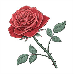 Fototapeta premium Rose Vector