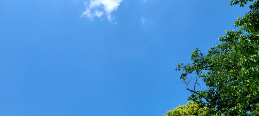 Summer Blue Sky with Trees and Few Clouds