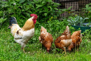 A rooster and hens graze in a meadow and eat green grass on a spring or summer day