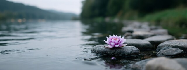 Pink water lily blooming on a rock in a peaceful river