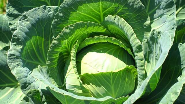 Close Up Of Fresh Green Cabbage From Home Garden Growing