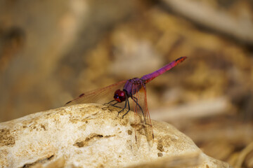 Violet Dropwing Dragonfly Perched in park