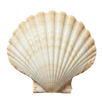 Seashells scallop shell sea ocean beach nature marine life summer coast sand mollusk valve