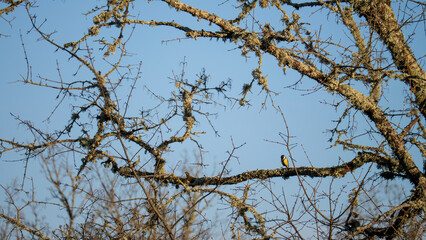 Small bird Great Tit navigating thorny challenges natural landscape