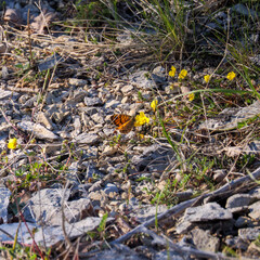 Fragile wings on stone Wall Brown in harsh French wildscape