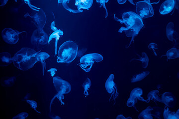 jellyfish at aquarium, dangerous animals