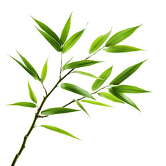 Fototapeta premium Bamboo leaves isolated on white and transparent background.