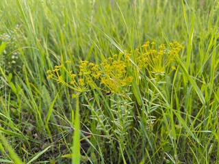 grasshopper on the grass