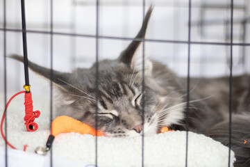 close up portrait of adult gray Maine Coon cat sleeping in cage. sleeping Maine Coon cat at cat show