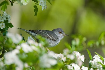 A barred warbler (Sylvia nisoria) sits on a flowering hawthorn.. songbird in the nature habitat.