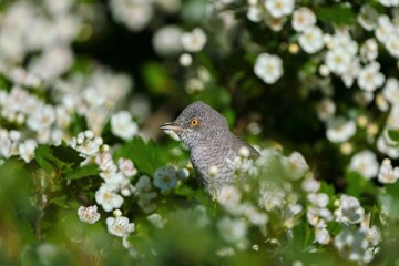 A barred warbler (Sylvia nisoria) sits on a flowering hawthorn. . songbird in the nature habitat.
