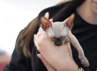 sleepy sphynx kitten in human arms stretched his dapka forward. cute sleeping sphynx kitten in arms