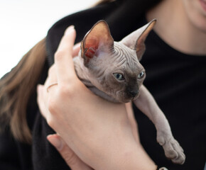 Sphynx kitten in human arms stretched his dapka forward