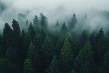 Misty conifers present a dense green forest canopy view from high above © Tamim
