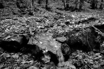 River and trees in the Tuscan forest, in black and white and infrared