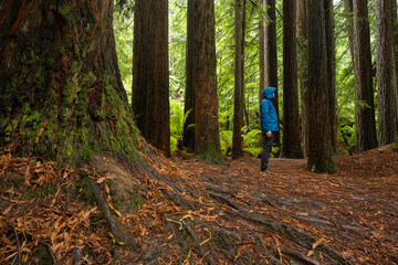 Hiker Dwarfed by Giant Ancient Trees in Great Otway National Park Rainforest