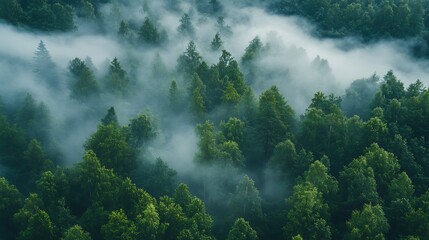 Misty green canopy reveals the dense forest in a captivating aerial perspective on a cloudy day