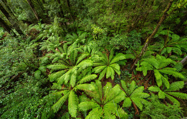 Lush Temperate Rainforest with Giant Tree Ferns in Otway National Park, Victoria Australia
