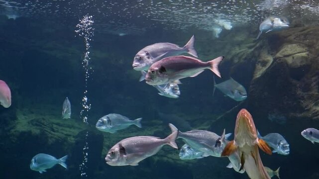 Underwater wildlife shows a large aquarium with many fish swimming peacefully