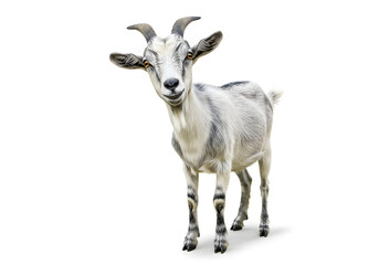 A cute and happy goat smiling at the camera. The goat has horns and a grayish coat