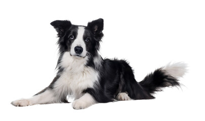 Fototapeta premium border collie dog lying isolated on white background