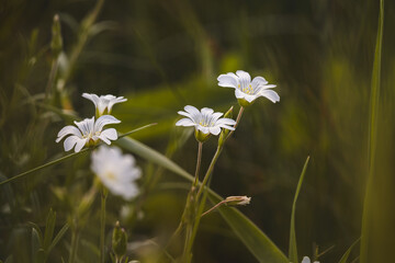 Field plants on a sunny day in June. Blurred background, close-up.