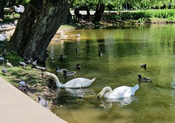 White swans are swimming and eating. Elegant white swan floating on water surface in small pond or lake in middle of park in summer. beautiful view of the park