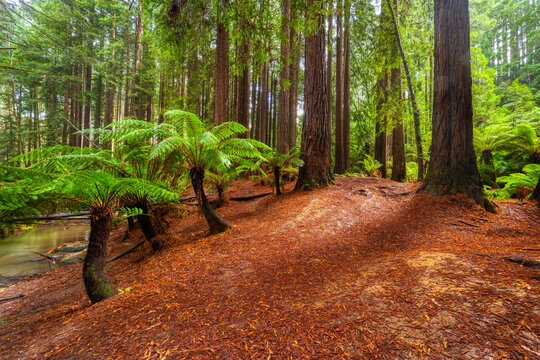 Towering Forest Giants with Tree Ferns and Stream in Otway National Park, Victoria Australia