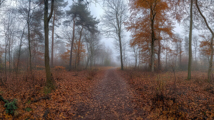 Quiet forest path in autumn foggy morning