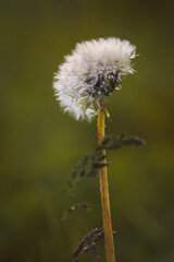 Field plants on a sunny day in June. Blurred background, close-up.
