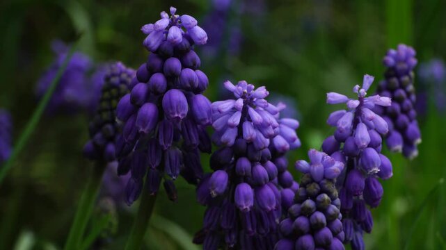 Close-up of a Caucasian hyacinth Vicia cracca with a blue inflorescence and green leaves in the shade of trees in the spring in the foothills of the Caucasus
