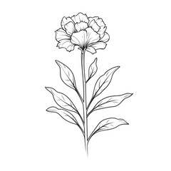 Flower blossom plant sketch drawing white.