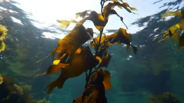 Underwater View Of A Vibrant Seaweed Plant In Motion