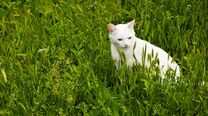 Sleek white cat curiously exploring a lush green field under bright daylight in a tranquil setting