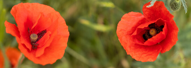 Vibrant poppy flowers bloom under the sunlight in a serene meadow, showcasing nature's beauty and color palette